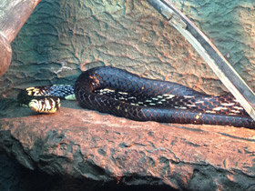 Смотреть фото Куроед Фото Куроед