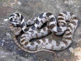 Смотреть фото Кошачья змея Фото Кошачья змея