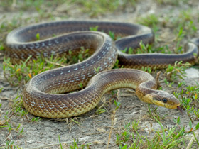 Смотреть фото Эскулапов полоз Фото Эскулапов полоз