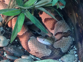 Смотреть фото Мокасиновый щитомордник Фото Мокасиновый щитомордник