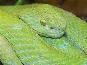 Смотреть фото Ботропс Роули Фото Ботропс Роули