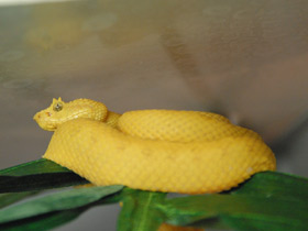Фото Цепкохвостый ботропс Шлегеля