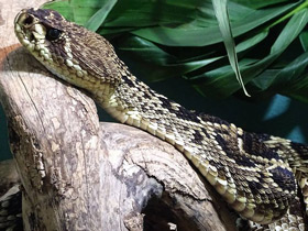 Смотреть фото Ромбический гремучник Фото Ромбический гремучник