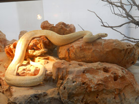 Смотреть фото Техасский гремучник Фото Техасский гремучник