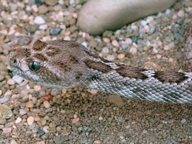 Фото Каталинский гремучник