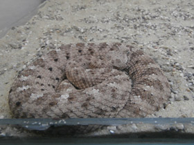 Фото Рогатый гремучник