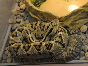 Фото Каскавелла