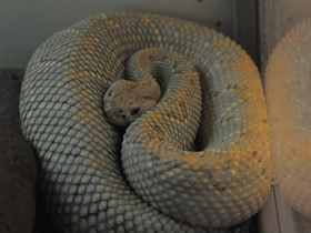 Фото Прерийный гремучник