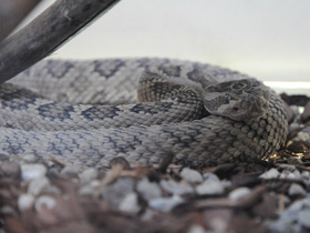 Смотреть фото Арубский гремучник Фото Арубский гремучник