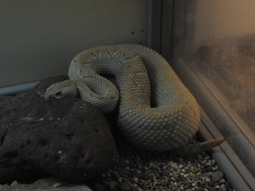 Смотреть фото Арубский гремучник Фото Арубский гремучник