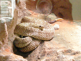 Фото Пёстрый гремучник