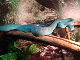 Фото Голубая куфия