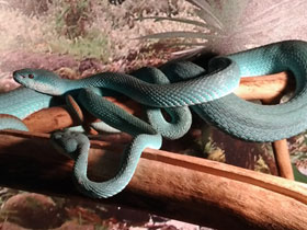 Фото Голубая куфия