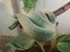 Смотреть фото Целебесская куфия Фото Целебесская куфия