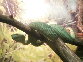 Фото Храмовая куфия