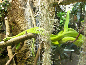 Смотреть фото Узкоголовая мамба Фото Узкоголовая мамба