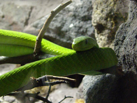 Смотреть фото Узкоголовая мамба Фото Узкоголовая мамба