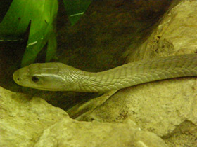 Фото Чёрная мамба