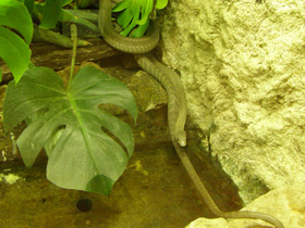 Фото Чёрная мамба