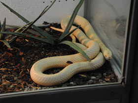 Фото Моноклевая кобра