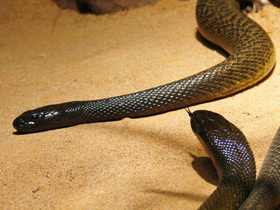 Смотреть фото Тайпан Маккоя Фото Тайпан Маккоя