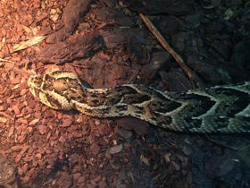 Смотреть фото Шумящая гадюка Фото Шумящая гадюка