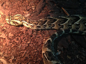 Смотреть фото Шумящая гадюка Фото Шумящая гадюка