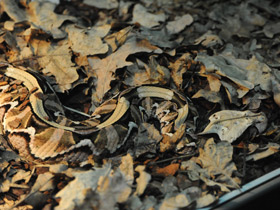 Смотреть фото Габонская гадюка Фото Габонская гадюка