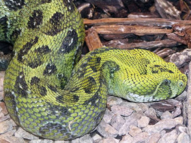 Смотреть фото Эфиопская горная гадюка Фото Эфиопская горная гадюка