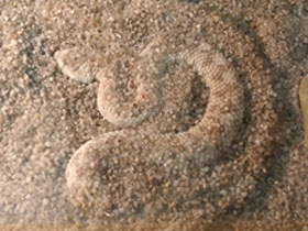 Смотреть фото Гадюка Авиценны Фото Гадюка Авиценны