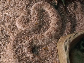 Смотреть фото Гадюка Авиценны Фото Гадюка Авиценны