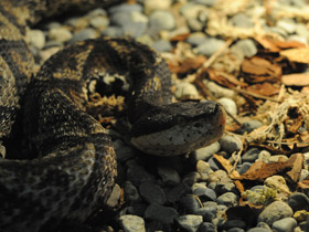 Смотреть фото Носатая гадюка Фото Носатая гадюка