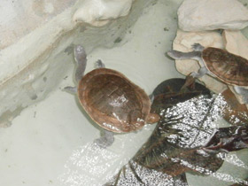 Фото Змеиношейная черепаха МакКорди