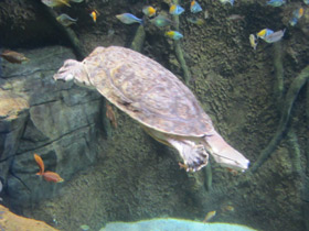 Смотреть фото Жабоголовая черепаха Фото Жабоголовая черепаха