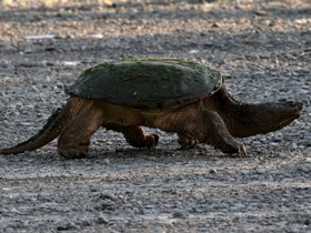 Фото Каймановая черепаха