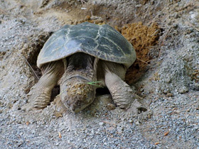 Фото Каймановая черепаха