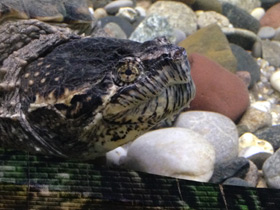 Фото Каймановая черепаха