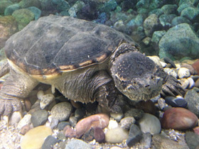 Фото Каймановая черепаха