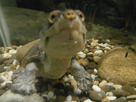 Фото Головастая иловая черепаха