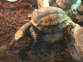 Смотреть фото Индийская шиповатая черепаха Фото Индийская шиповатая черепаха
