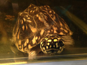 Смотреть фото Чёрная пятнистая прудовая черепаха Фото Чёрная пятнистая прудовая черепаха