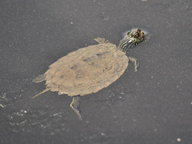 Смотреть фото Географическая горбатая черепаха Фото Географическая горбатая черепаха