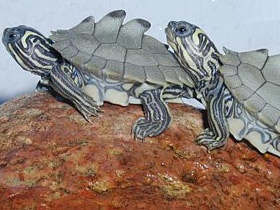 Смотреть фото Уошипская горбатая черепаха Фото Уошипская горбатая черепаха