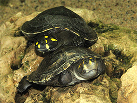 Смотреть фото Терекай Фото Терекай