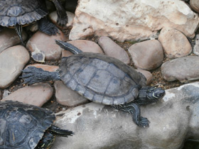 Смотреть фото Украшенная черепаха Нельсона Фото Украшенная черепаха Нельсона