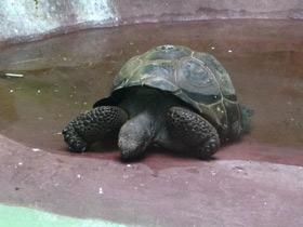 Смотреть фото Слоновая черепаха Фото Слоновая черепаха