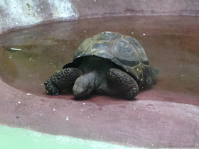 Смотреть фото Слоновая черепаха Фото Слоновая черепаха