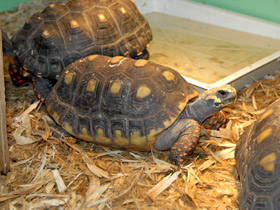 Смотреть фото Угольная черепаха Фото Угольная черепаха