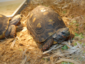 Смотреть фото Угольная черепаха Фото Угольная черепаха