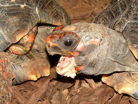 Смотреть фото 10 интересных фактов о черепахах Фото 10 интересных фактов о черепахах